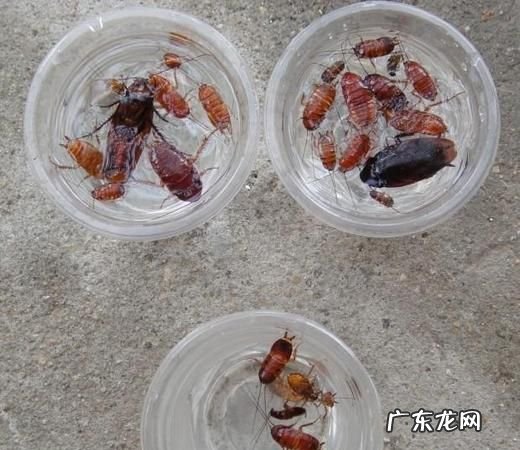 蟑螂药有毒吗,喷蟑螂的药对人有害