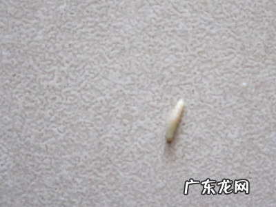 桃子里的虫子是什么虫子,桃子里面的虫子叫什么名字