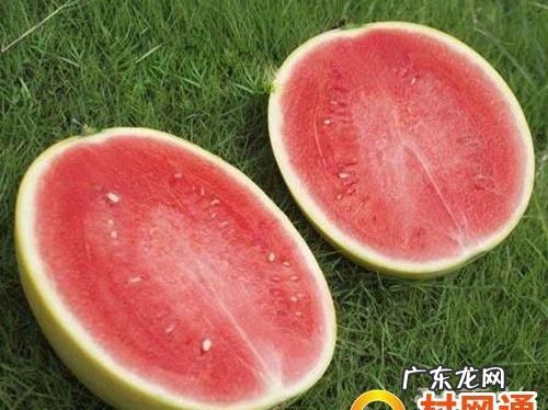 西瓜籽是白色的是催熟的,白籽西瓜是不是催熟的