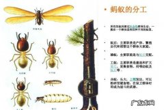 蚂蚁有哪三个特点,蚂蚁有哪三个特点简写