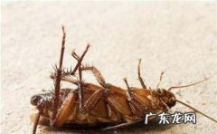 如何去除蟑螂以及预防蟑螂出没,家里今年突然出现了蟑螂是什么原因应该怎么才能消灭它们