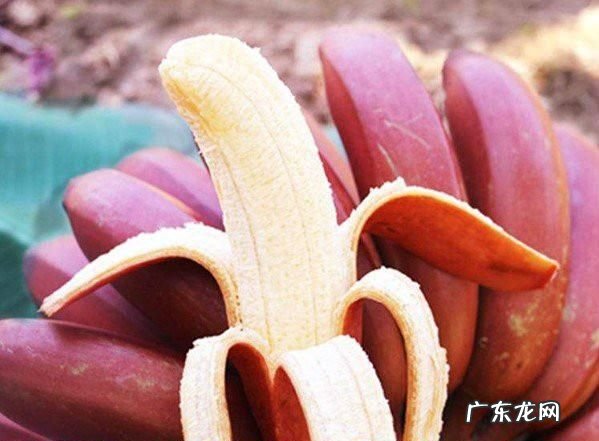 香蕉的中间的芯是红色,香蕉里面有红点能吃
