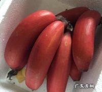 香蕉的中间的芯是红色,香蕉里面有红点能吃