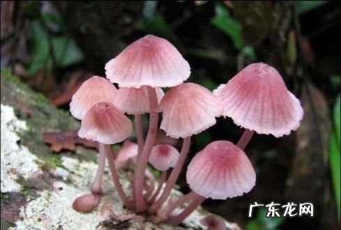 思维逐渐迪化什么意思,乌鲁木齐魔鬼城最好什么时候去