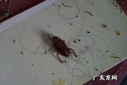 蟑螂爬过的东西可以碰,蟑螂爬过的东西能用