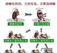 蟑螂有什么危害,蟑螂危害是什么