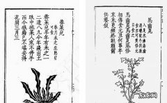 救荒本草是什么朝代编著的,救荒本草的作者是哪个朝代的人
