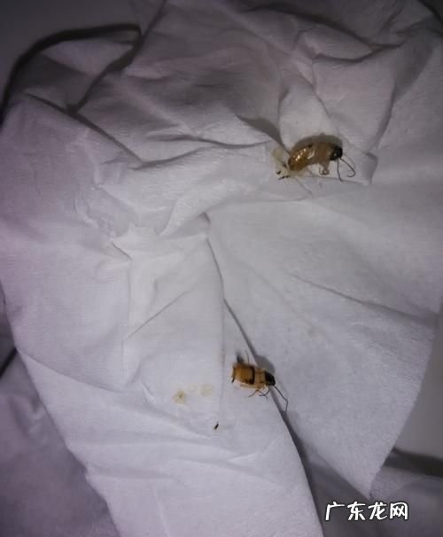 蟑螂爬过的被子能睡么,被蟑螂爬过的被子还能盖