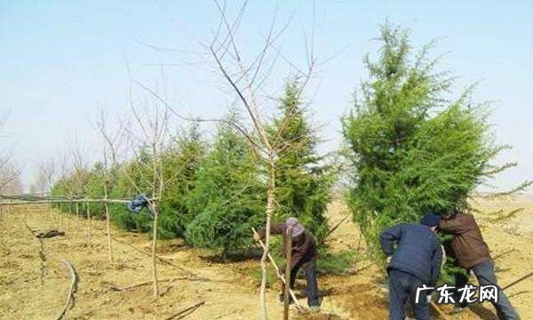 植树造林的好处5个,植树造林的好处是什么