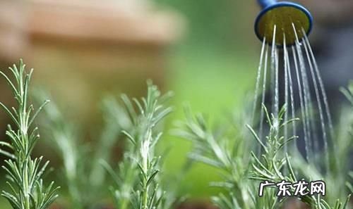雨水储存多久不能浇花,放了0天左右的雨水还可以浇花