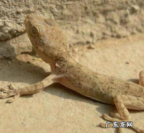 家里厕所为什么会有壁虎,为什么家里会出现壁虎