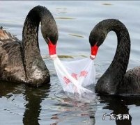 动物的毛属于什么垃圾,动物的毛属于什么垃圾分类