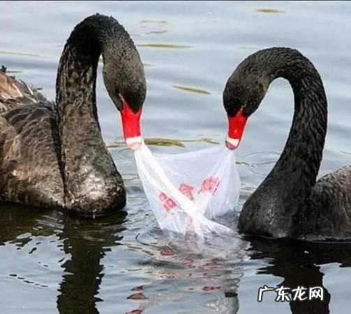 动物的毛属于什么垃圾,动物的毛属于什么垃圾分类