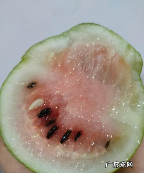 西瓜不熟能不能放熟,西瓜切开不熟怎么办变熟