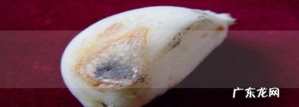 新蒜外皮发霉了还能吃,蒜发霉了还能用