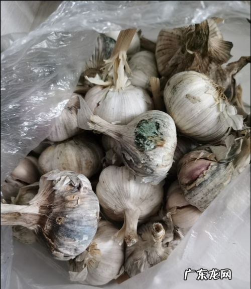 新蒜外皮发霉了还能吃,蒜发霉了还能用