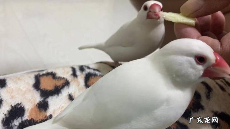 文鸟吃什么水果,白腰文鸟吃什么食物