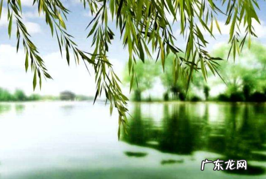 端午插柳树的含义,端午插香柳枝是什么意思