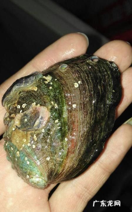 怎么判断鲍鱼死了多久,怎么判断鲍鱼是不是变质 判断鲍鱼变质的方法