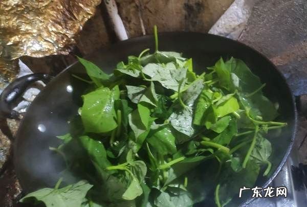 红薯叶子能吃吗?,水养红薯长出的叶子是紫色的叶子能吃