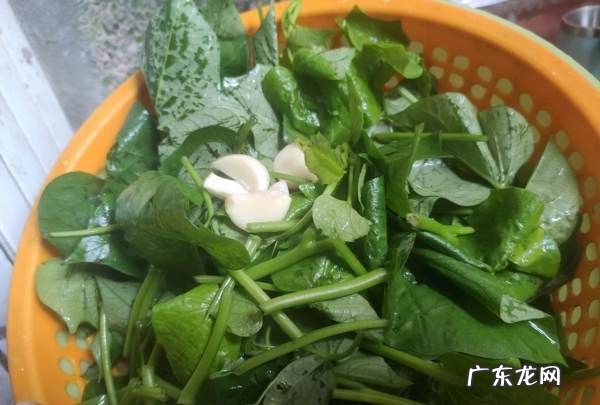 红薯叶子能吃吗?,水养红薯长出的叶子是紫色的叶子能吃