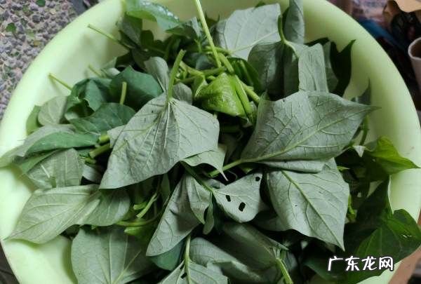 红薯叶子能吃吗?,水养红薯长出的叶子是紫色的叶子能吃