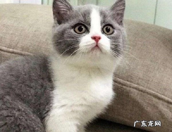 为什么英短蓝白要满背,蓝白满背通脖五粉价格