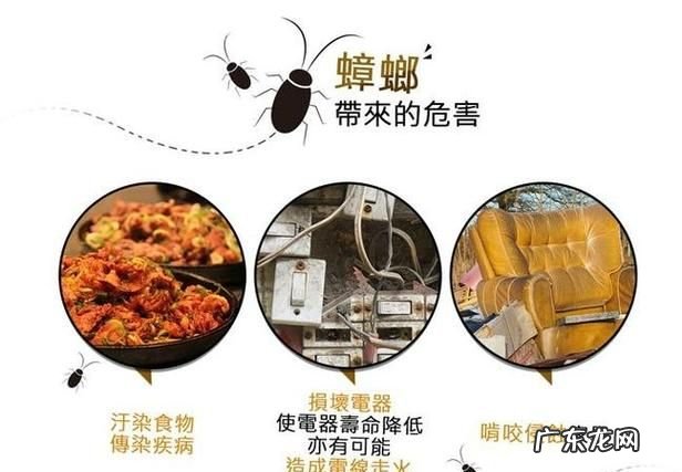蟑螂对人体有什么危害,蟑螂有什么危害性