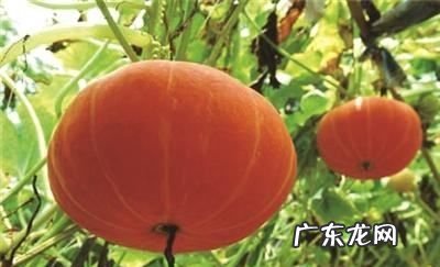 南瓜表面的特点是什么,南瓜的外形是什么样的