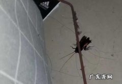 蟑螂会爬墙上,蟑螂会爬墙上