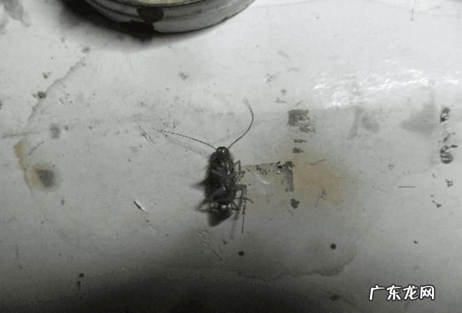 蟑螂冲进下水道会返回吗,被厕所冲掉的蟑螂会爬回来