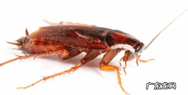 蟑螂冲进下水道会返回吗,被厕所冲掉的蟑螂会爬回来