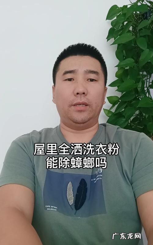 屋里全撒洗衣粉能除蟑螂,洗衣粉灭蟑螂可以