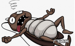 蟑螂药怎么做,教大家如何制作硼酸丸来灭蟑螂的方法