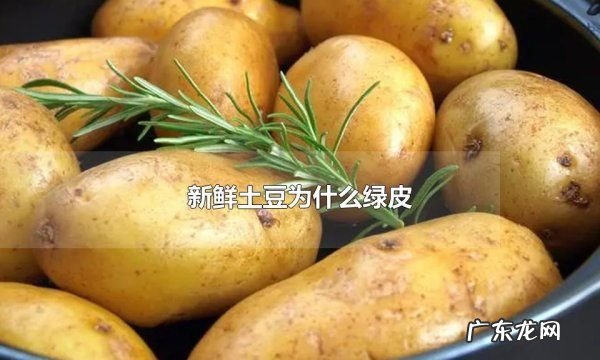 新土豆发绿是怎么回事,新鲜土豆有点发青能吃