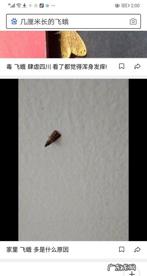 米里面长了飞蛾怎么办,大米生小飞蛾怎么办