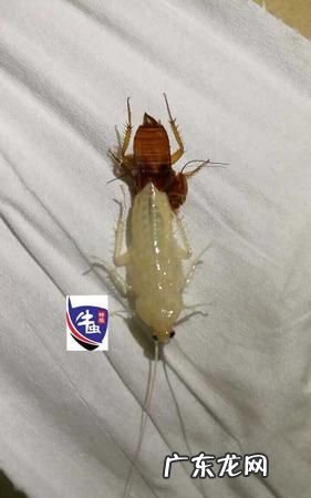 蟑螂爬过的米还能吃,米里面有蟑螂还可以吃