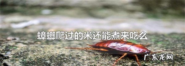 蟑螂爬过的米还能吃,米里面有蟑螂还可以吃