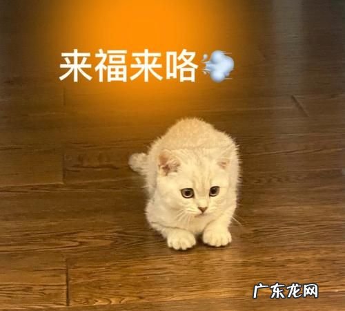 来福是什么意思,来福名字的寓意和象征