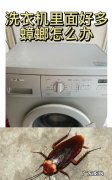 蟑螂在洗衣机里洗碎了怎么办,滚筒洗衣机进蟑螂了怎么办