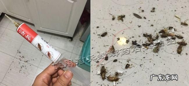 蟑螂在洗衣机里洗碎了怎么办,滚筒洗衣机进蟑螂了怎么办