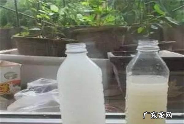 怎么判断淘米水发酵好了,淘米水正确的发酵方法洗头
