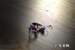 蟑螂咬人 有毒,蟑螂会咬人不