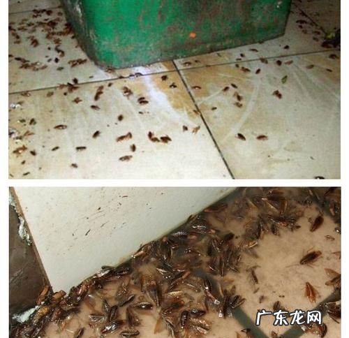 蟑螂咬人 有毒,蟑螂会咬人不