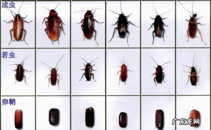 蟑螂怎么产生的,为什么会出现蟑螂