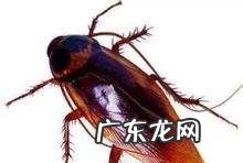蟑螂怎么产生的,为什么会出现蟑螂