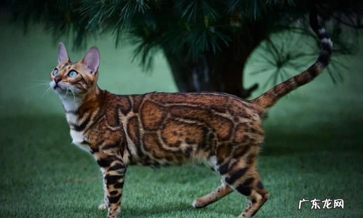 猫豹是什么动物,豹猫是什么动物