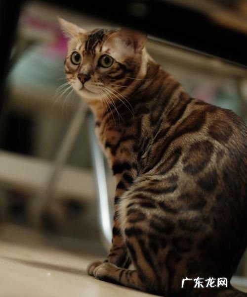 猫豹是什么动物,豹猫是什么动物