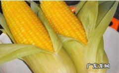 生玉米冷藏2周可以吃,生玉米冷藏十天左右还能吃