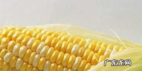 生玉米冷藏2周可以吃,生玉米冷藏十天左右还能吃